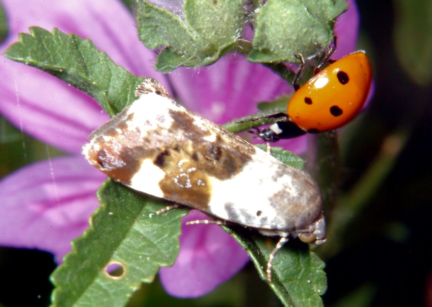 Farfalla nuova incontra coccinella